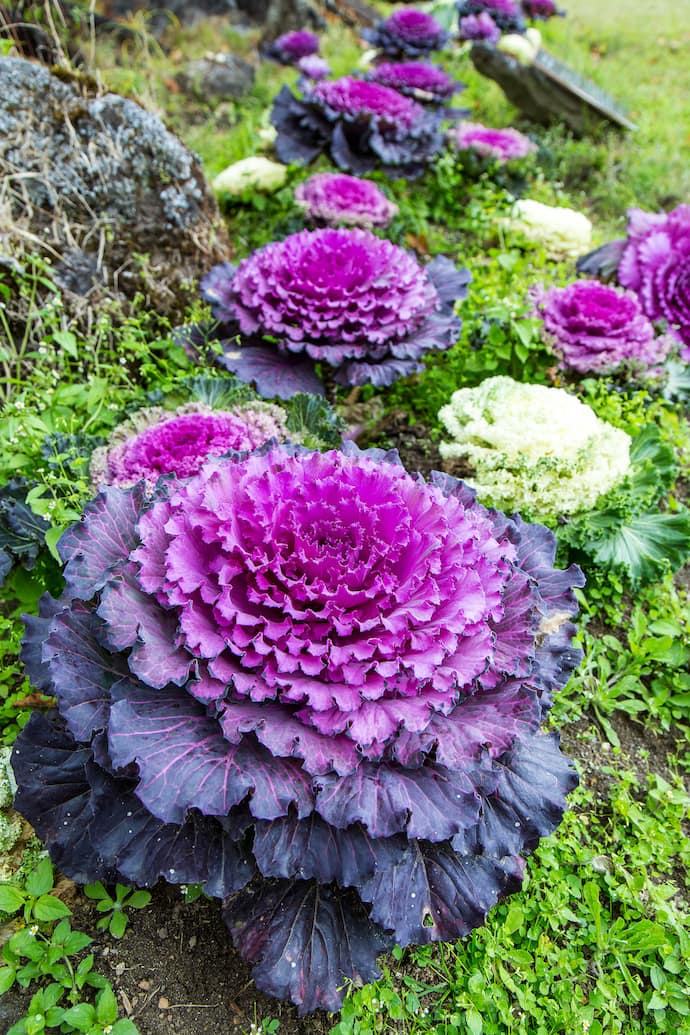 Ornamental purple kale growing in a garden
